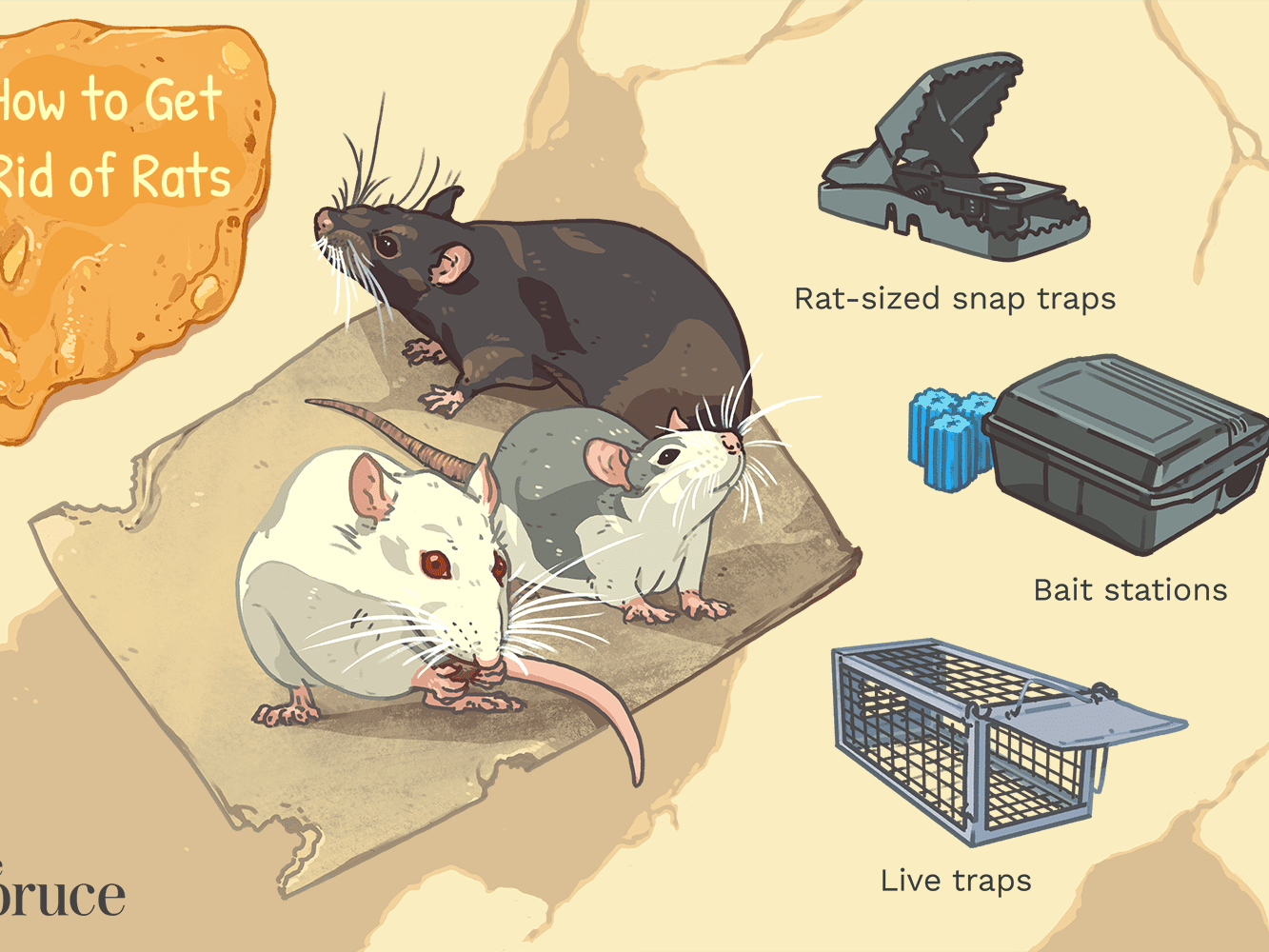 get rid of rats